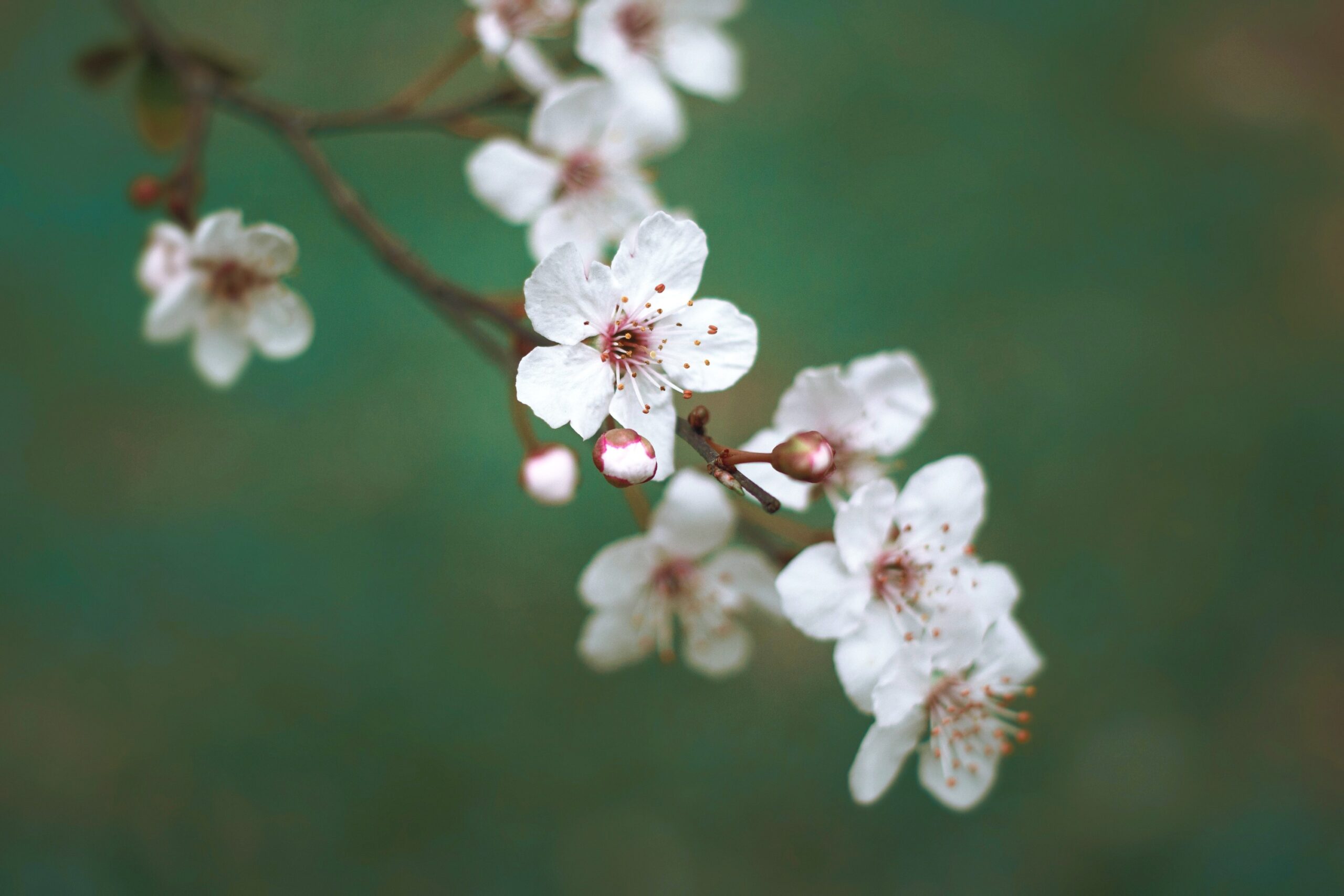 Cherry Blossom_edited